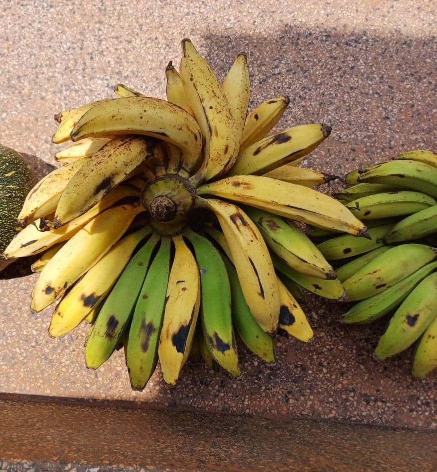 Fresh Gonja (Plantain)