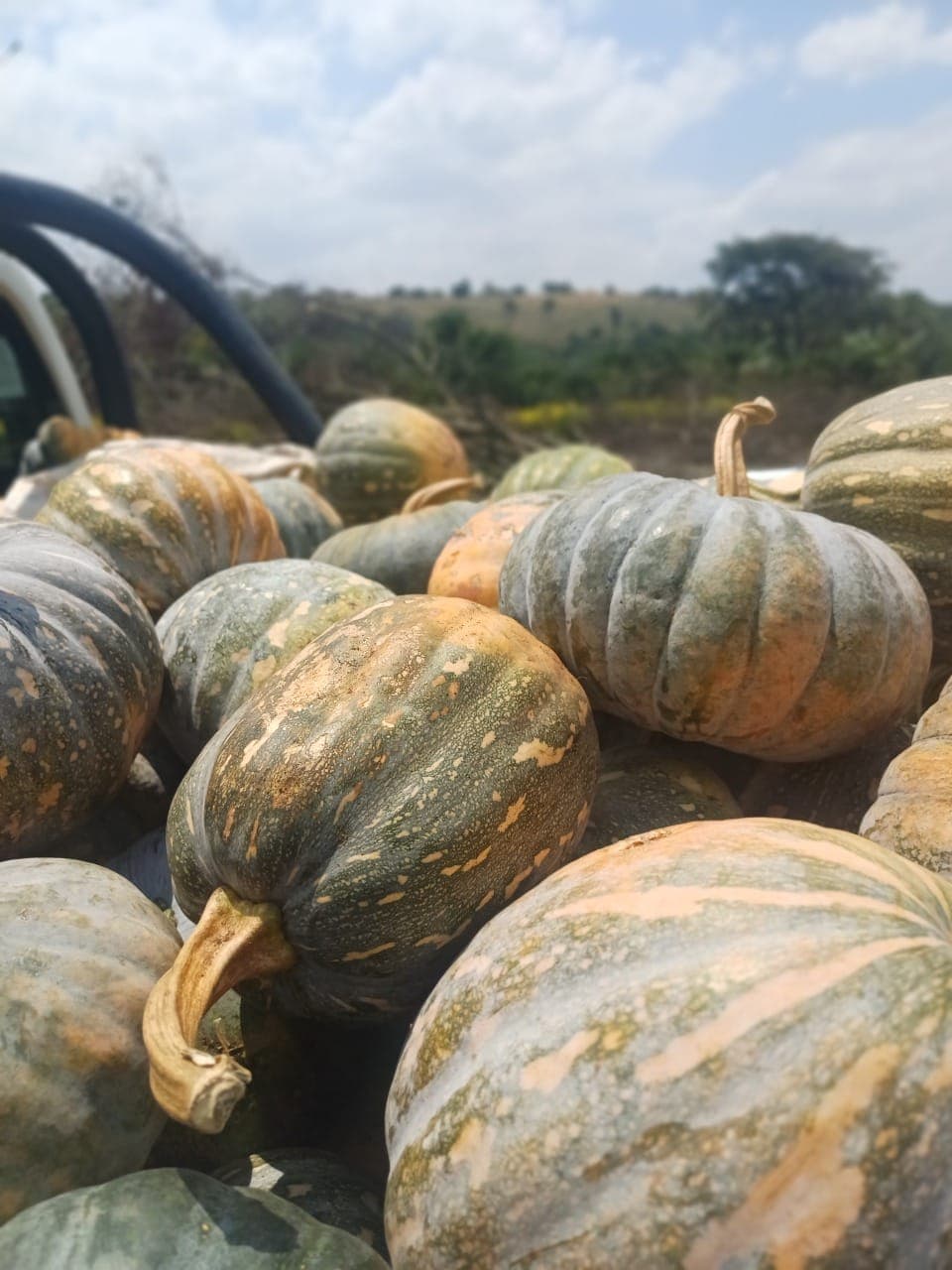 Fresh Pumpkin