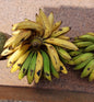 Fresh Gonja (Plantain)